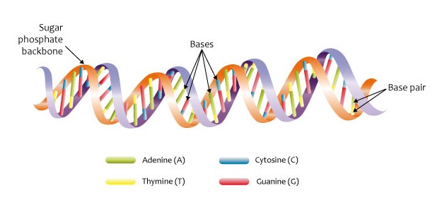 DNA double helix structure — molecular research